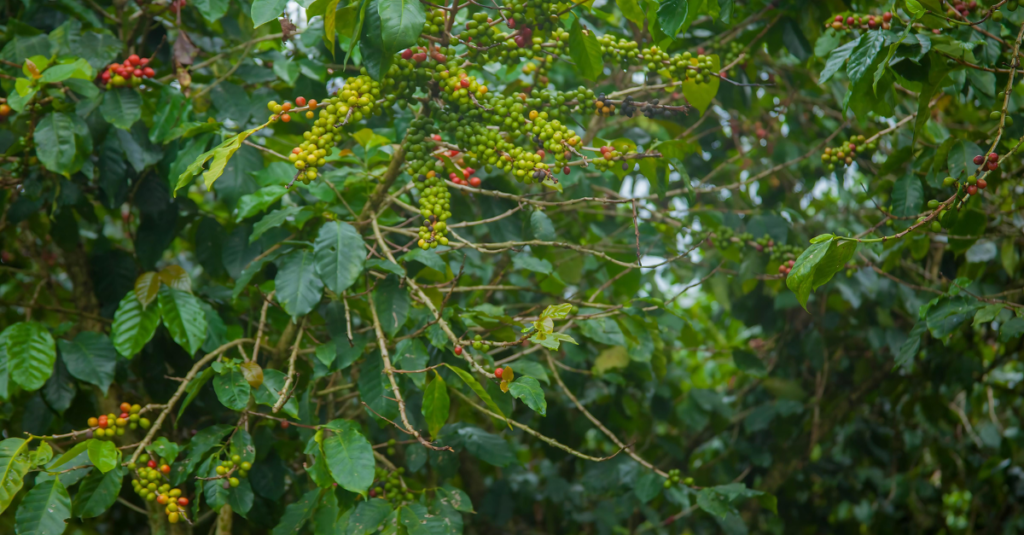 Rutasoka Coffee Practices agroforestry - sustainable farming practices.