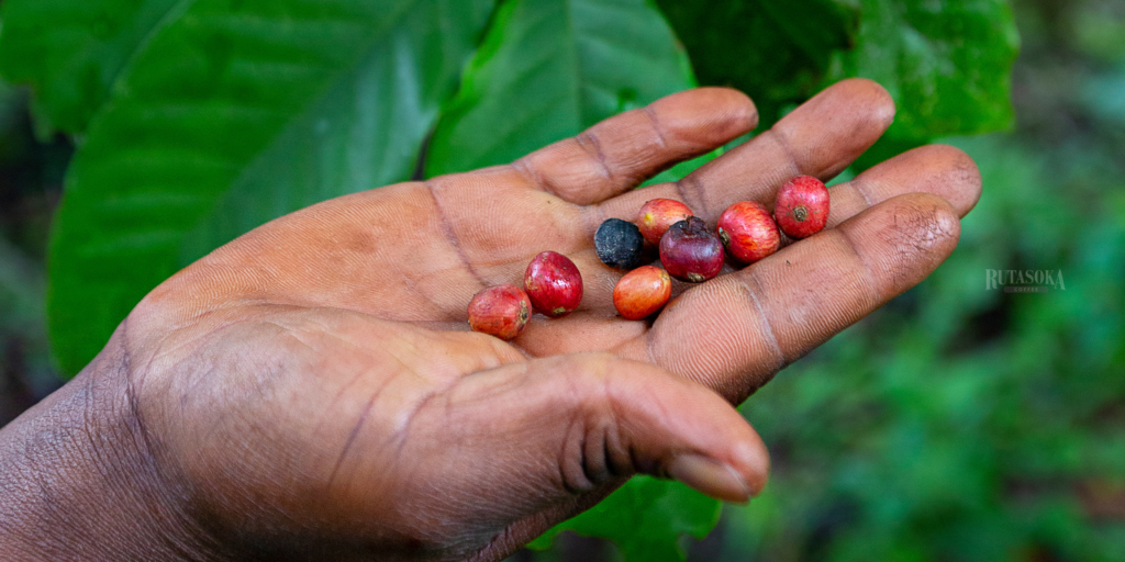 Black hand holding ripe coffee cherries