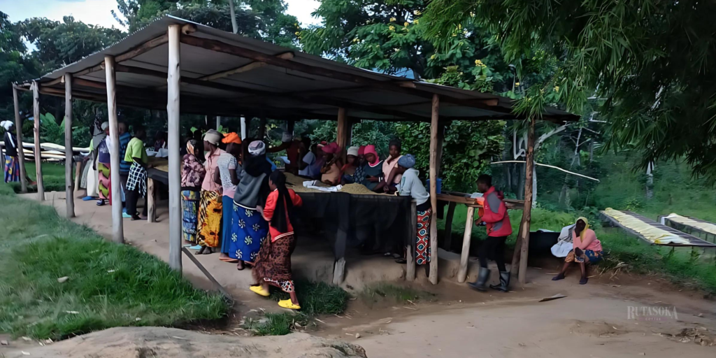 Rutasoka Empowering Women Coffee Farmers in Congo.
